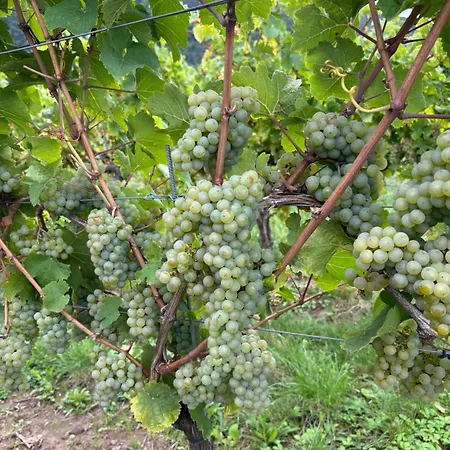 Haus Von Hoegen 3* Cochem